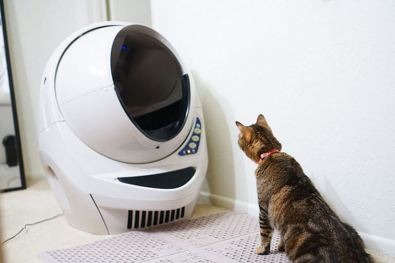 Why did my cat stop using the litter box? Zani's Furry Friends