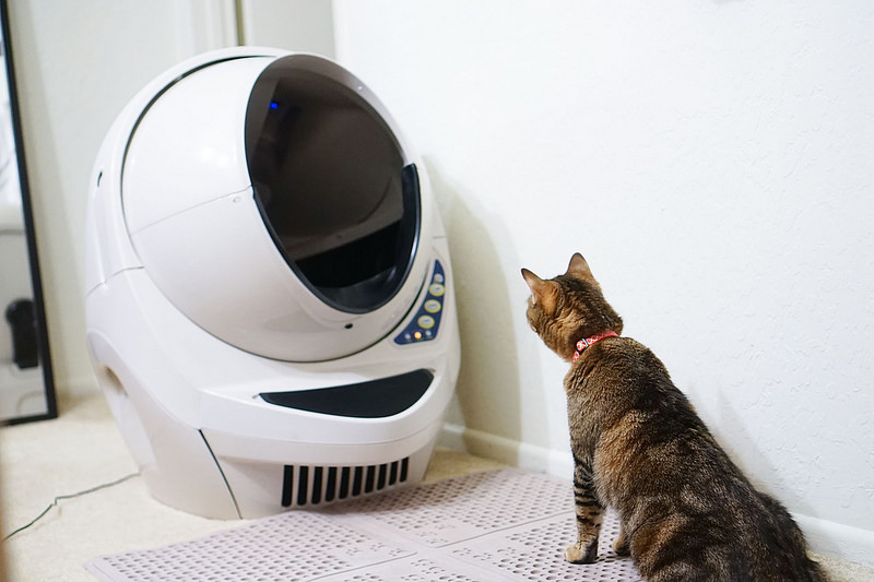 A cat looking at an appliance