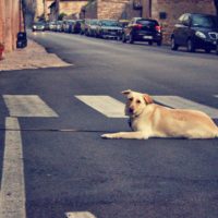 How To Acclimatize a Foreign Rescue Dog