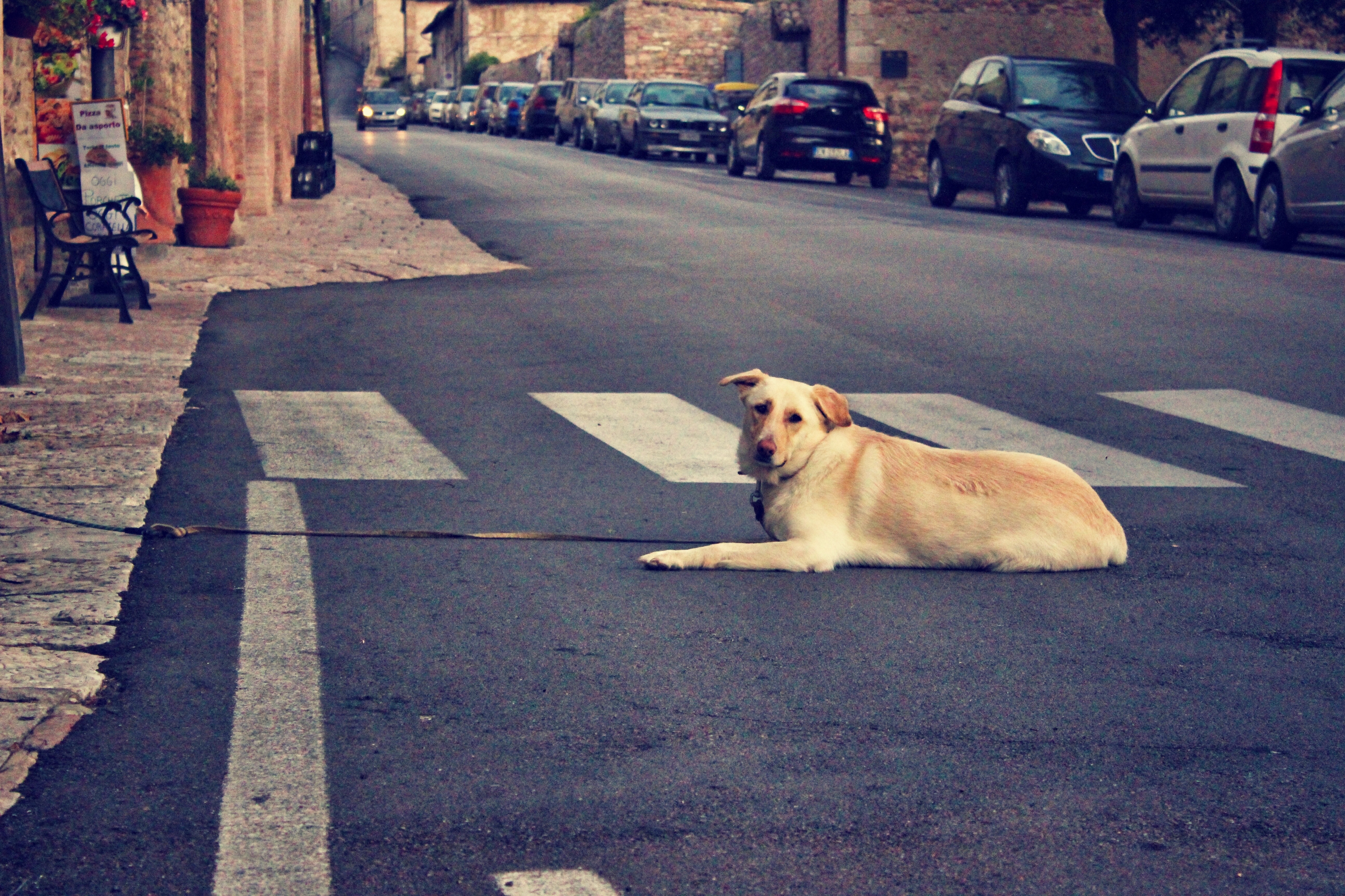 A dog lying down on a road