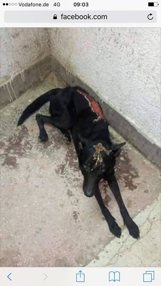 A dog injured in the photo