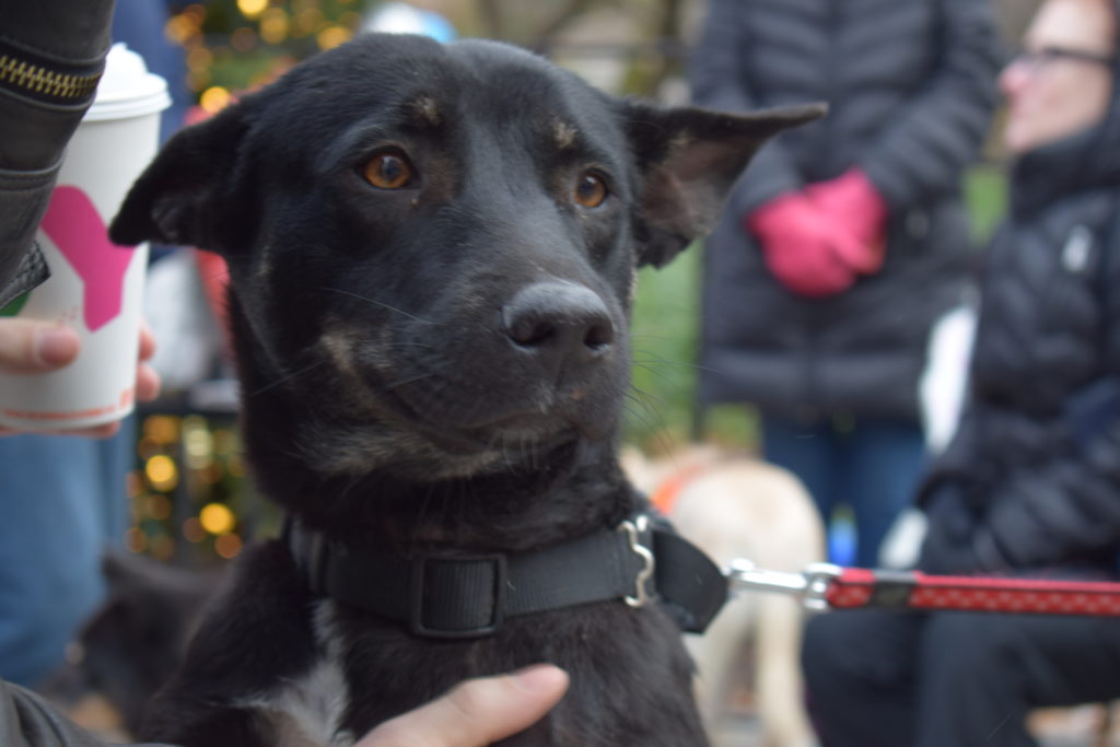 December Dog Adoption Event: Carl Schurz Park