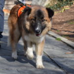 A brown furry dog walking