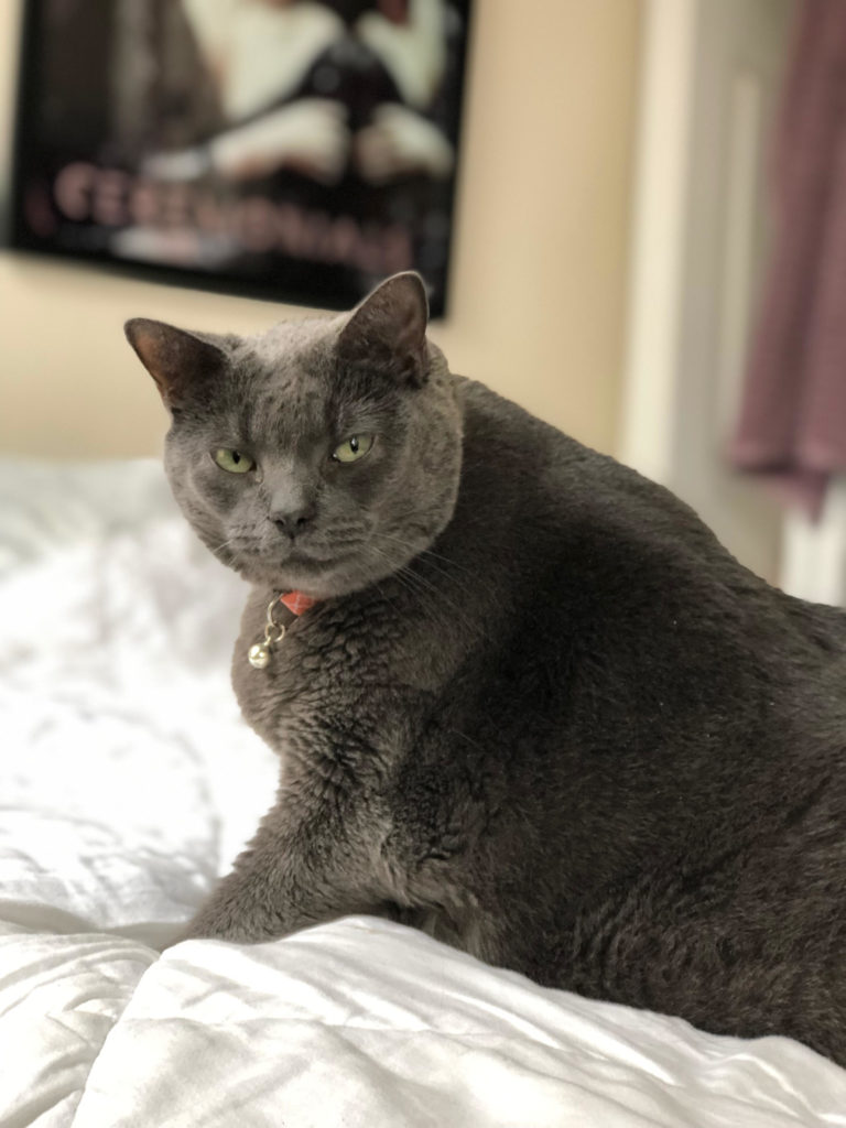 Happy Tails: Girthie Gertie – Journey to Love and Weight Loss