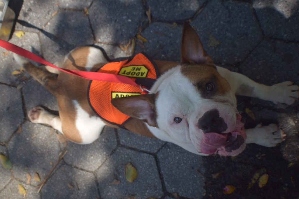 Happy Tails: Mike the Good Samaritan Bulldog