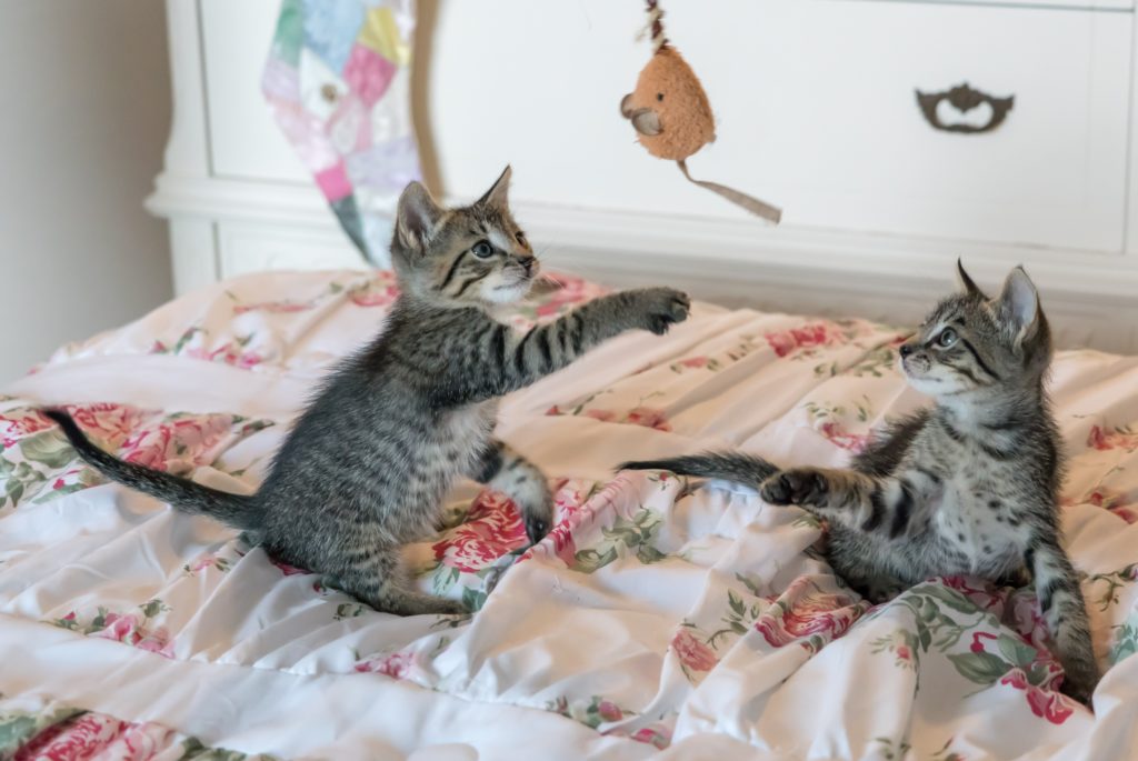 Why We ONLY Adopt Kittens in Pairs