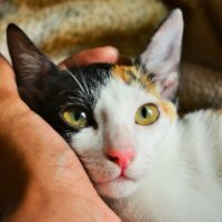 The Gift of (Cat) Fostering