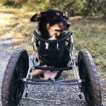 A small dog with a wheelchair