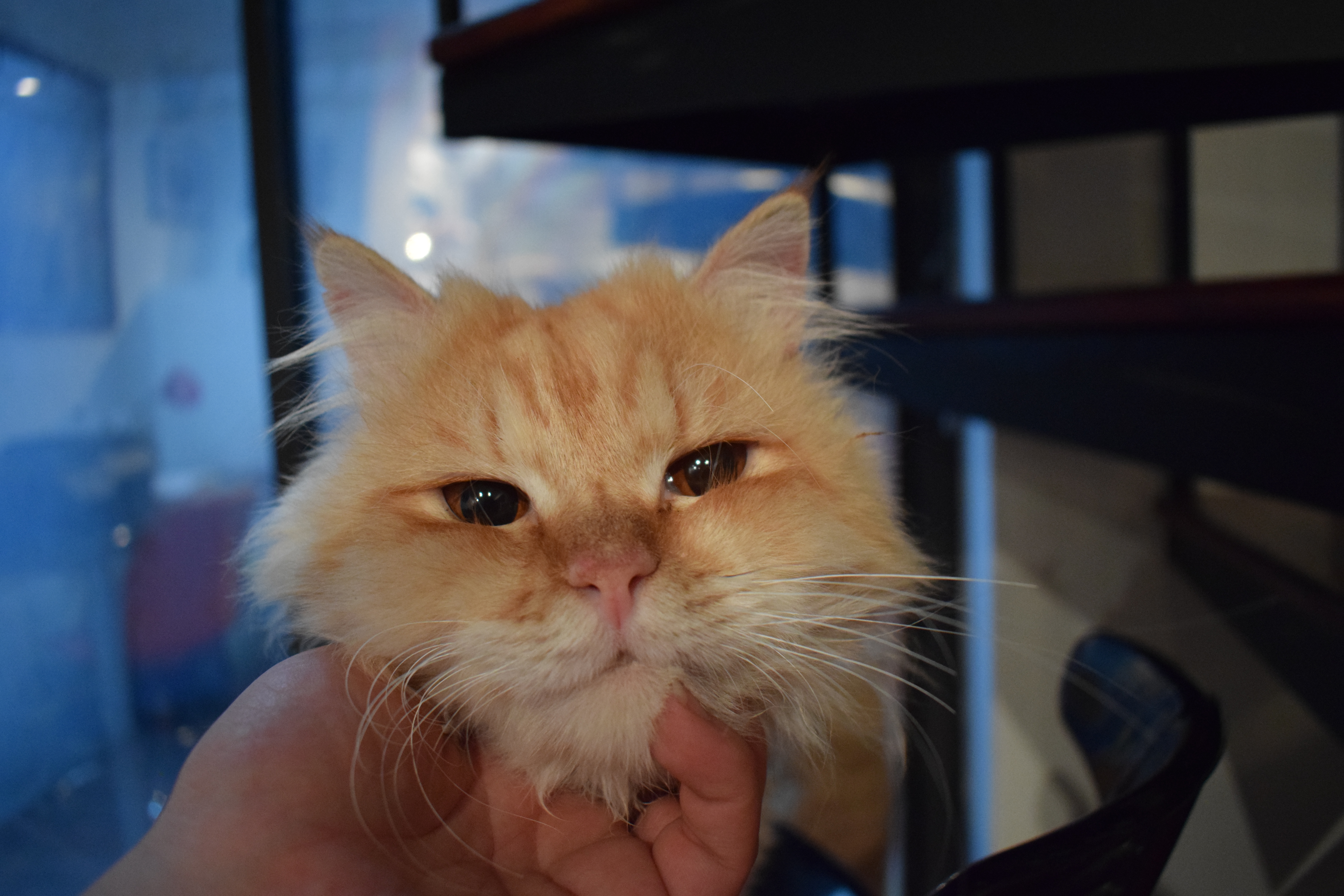 A light orange tabby cat