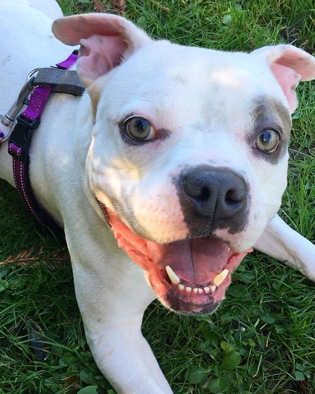 Happy Tails: Piglet – Itchy Bulldog With the BEST Stories