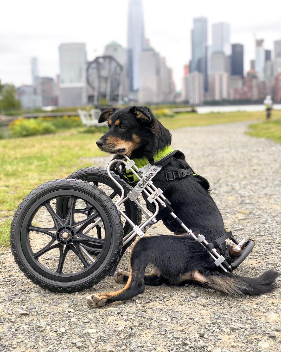 A black dog with wheelchair