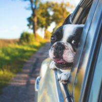 Dogs in Cars: So Hot Right Now