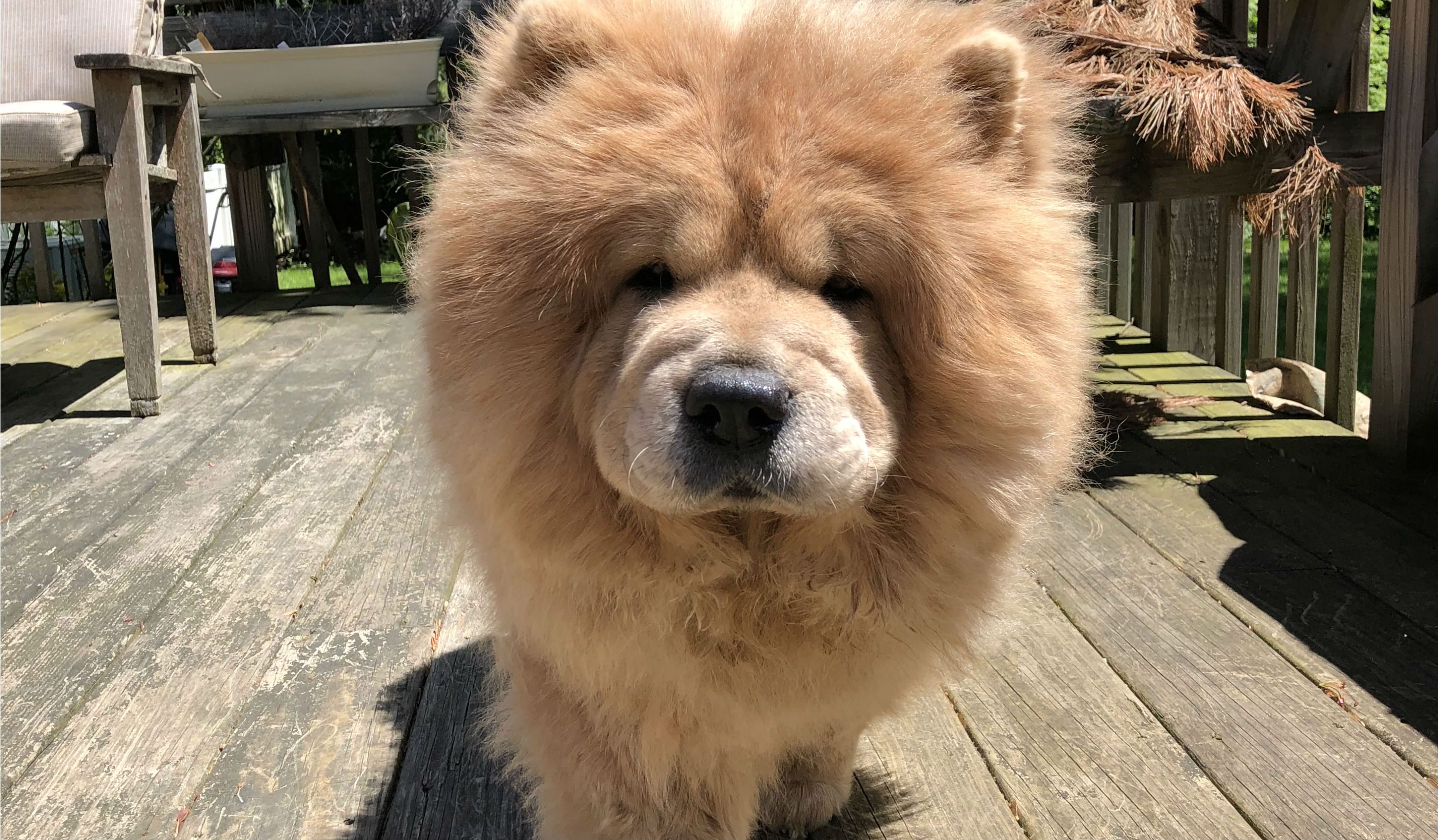 Happy Tails: Cookie the Chow Chow