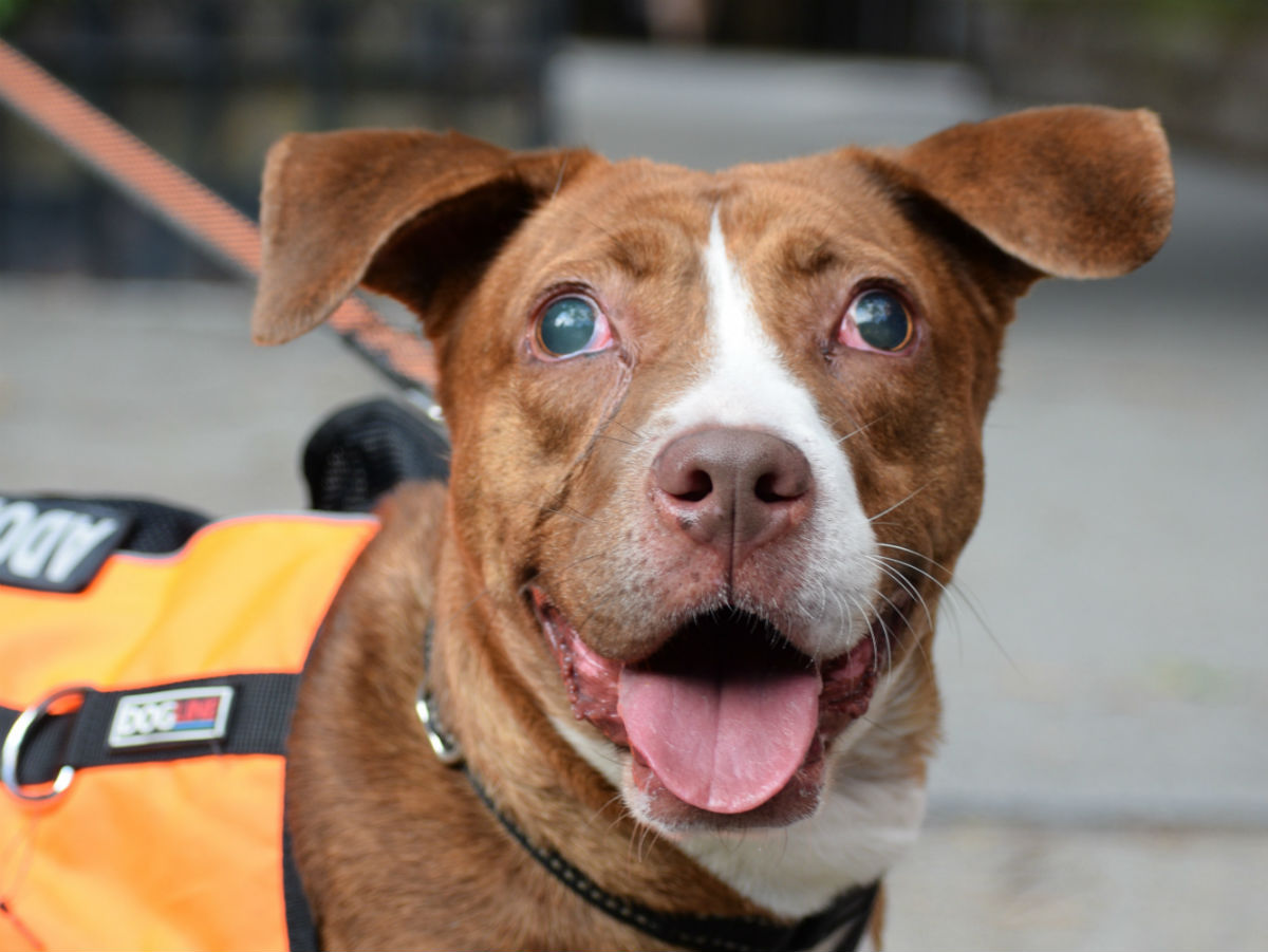 Mac - Adoptable blind dog in NYC