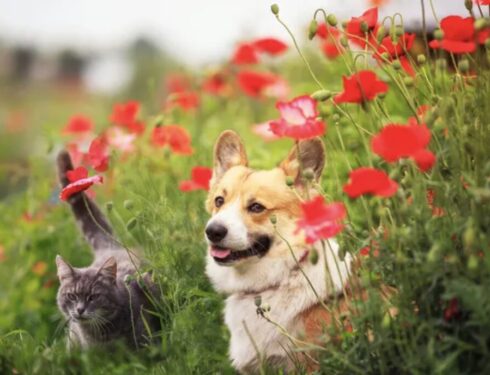 Dog and cat looking happy in meadow of flowers